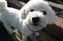 Bridgeport CA, Bridgeport, California, Dog, dog, dog, dog, dog,motel, eastern Sierra, Bridgeport, California, USA - World Class Trout Fishing, Yosemite, Bodie, 395, Sierra fishing, motel, EasternSierra, Yosemite